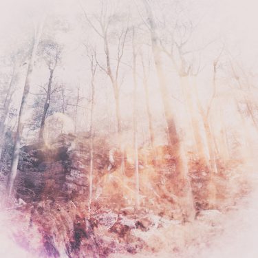 [album cover art] poemme - Arboretum