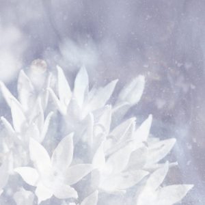 [album cover art] poemme - Soft Ice