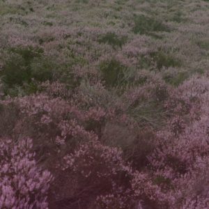 [album art] Will Bolton - Slow Shapes