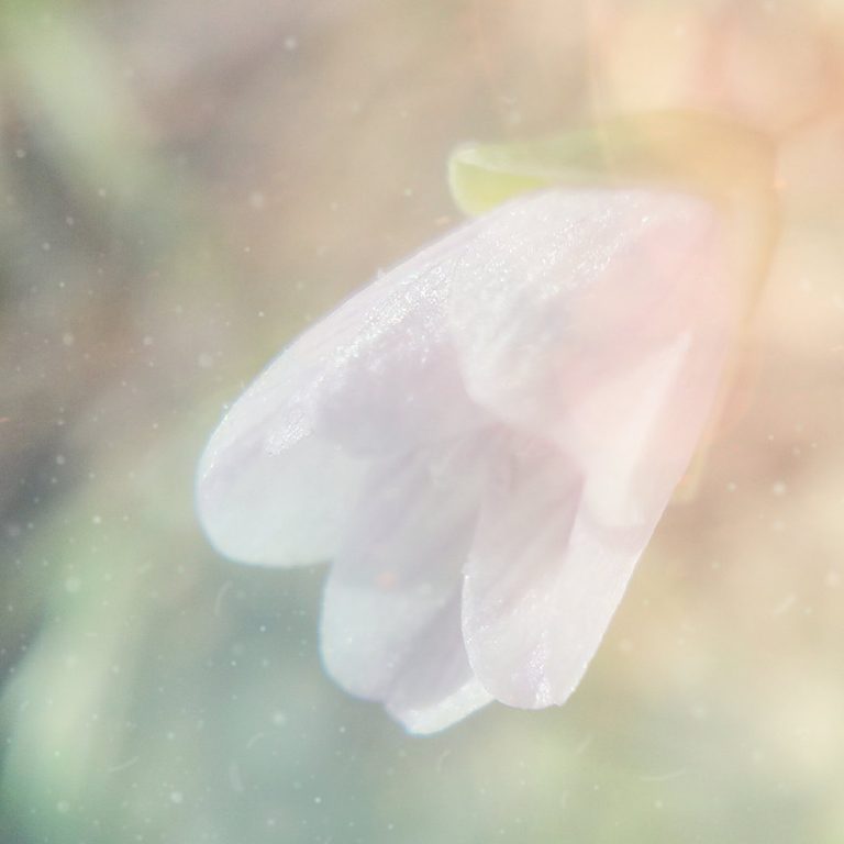 [album art] Blooming Spring