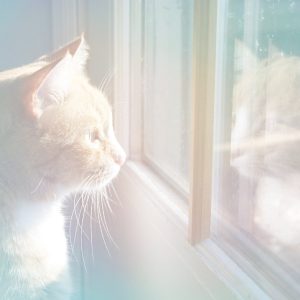 [album art] Day Arc