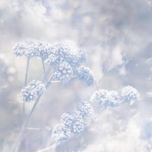 [album art] Frozen Passages