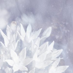 [album art] Soft Ice