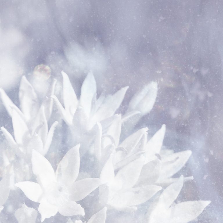[album art] Soft Ice